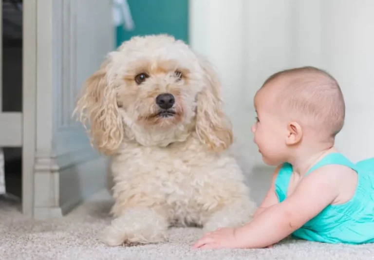 El bebé y la mascota que nacieron el mismo día